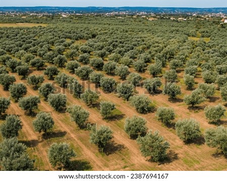 top view of olive trees. bird's eye view of an olive grove.