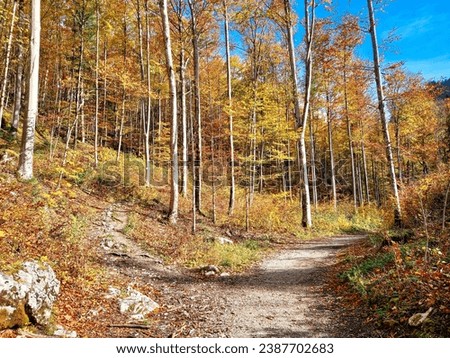 Beautiful autumnal picture of the forest