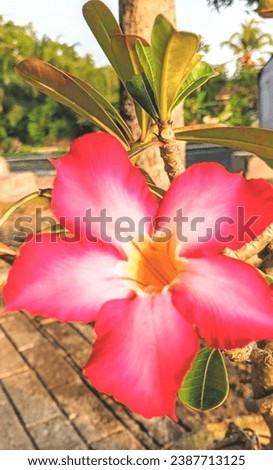 Red and pink frangipani flowers, good for funerals