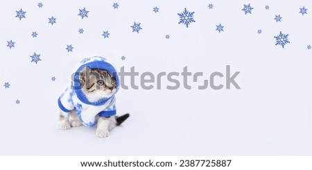Kitten in winter clothes. Beautiful web banner with copy space. Kitten wearing white blue hooded sweater against a light background. Studio portrait of kitten looking away. Pet. Blue Snowflakes.
