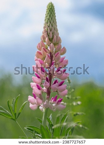 Lupins, lupin plant (lupinus) with pink flowers growing in a back garden