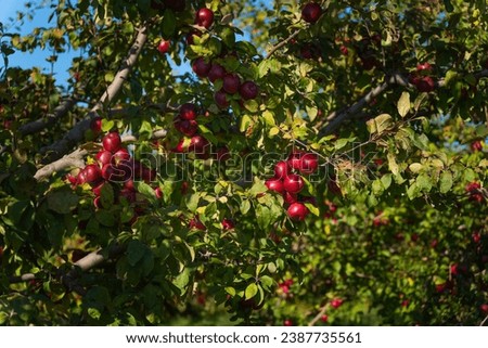 Many natural red apples hanging from the branches of trees in the apple orchard. Apple orchard on a sunny day