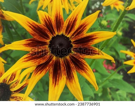 Rudbeckia plants, the Asteraceae yellow and brown flowers, common names of coneflowers and black eyed susans. Positive and happy feeling in spring given by flowers.