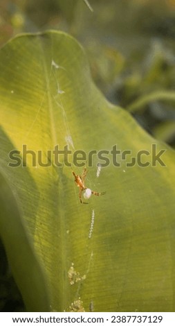 a small spider that makes a nest in a green leaf, makro