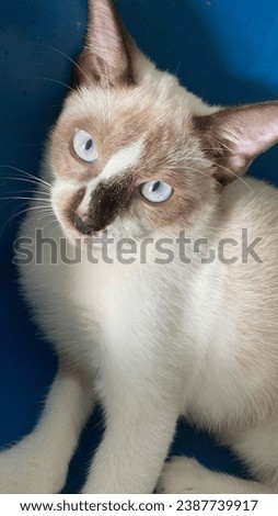 Cute cat and blue eyes