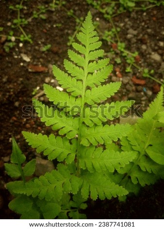 Dive into nature's charm with our fern photos. Elevate your projects with lush greenery, intricate details, and vibrant hues. Perfect for creative designs! Royalty-Free Stock Photo #2387741081