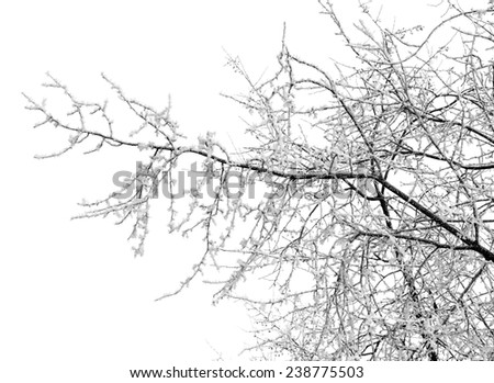 Branches of trees brought by snow isolated on a white background