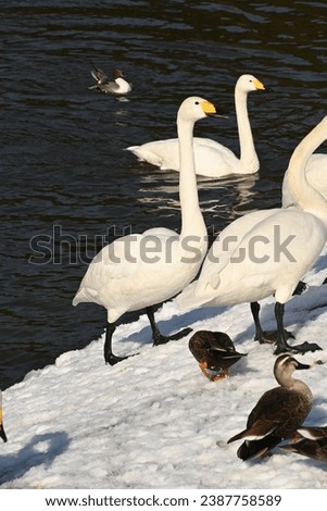 "Swan walking on the snow"