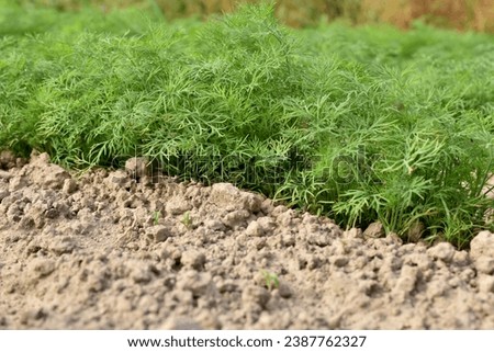 The picture shows a vegetable garden bed where dill grows. Its leaves broke through the soil.