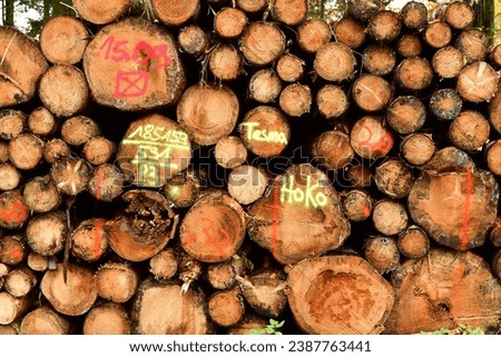 Firewood Pile of trunks in german Forest odenwald. High quality photo