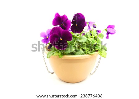 Purple Pansy or viola flowers in hanging basket isolated on white background 
