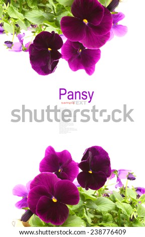 Purple Pansy or viola flowers isolated on white background 