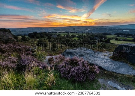 Heather (Calluna vulgaris) in full bloom at Norland in Halifax, West Yorkshire. UK Royalty-Free Stock Photo #2387764531