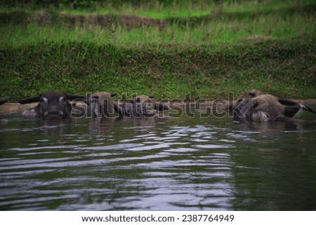 buffaloes is drowning oneself in the water. Buffalo on the river only visible head. The buffalo's body sank in the water