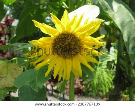 Sun flower are blooming in summer 