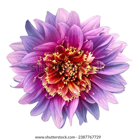 Purple   dahlia. Flower on a white isolated background with clipping path.  For design.  Closeup.  Nature.