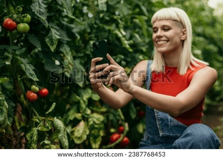 Woman using a phone and tending to her tomato plants with care