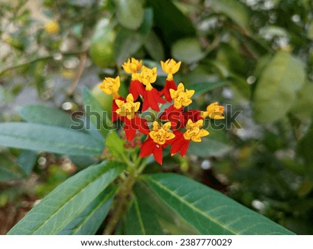 Mexican Butterfly Weed Flower Picture