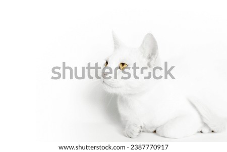 portrait of a white cat with yellow eyes closeup on a light background