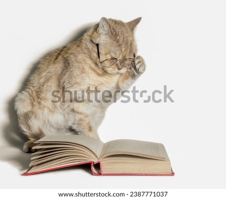 red cat in glasses with a book on a white background closeup