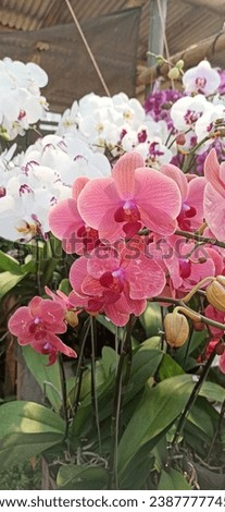 Beautiful orchid flowers are a sign of colorful life