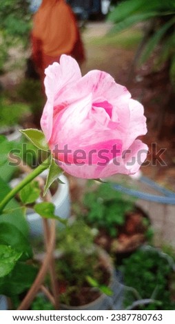 Pink rose blooming stock photo