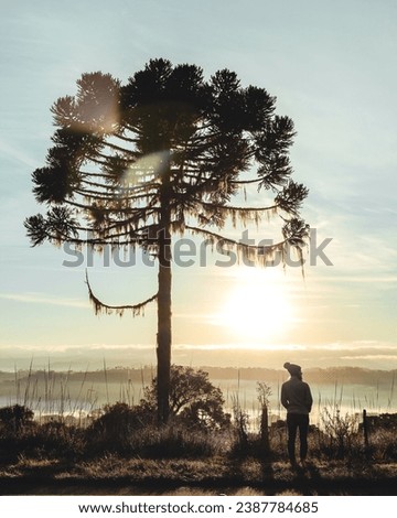 silhouette of woman next to araucaria at sunrise Royalty-Free Stock Photo #2387784685
