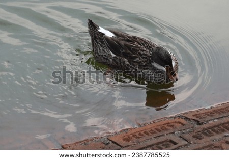 A Picture of a duck in a lake