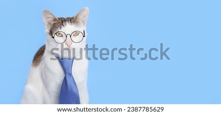 Serious handsome Cat. Smart white cat with a blue tie looks at the camera on blue background. Funny white Cat wearing a tie with eyeglasses. Science or education concept. Copy space