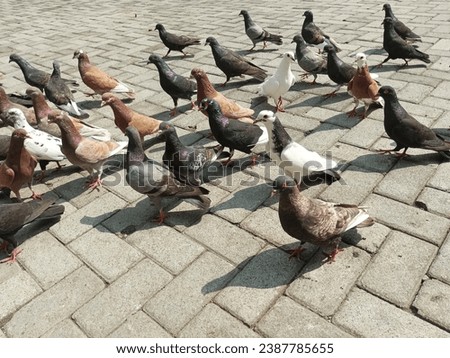 pigeons on the puffing block floor