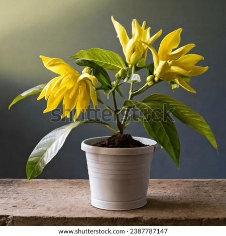 ylang-ylang flower, photos and then edited.