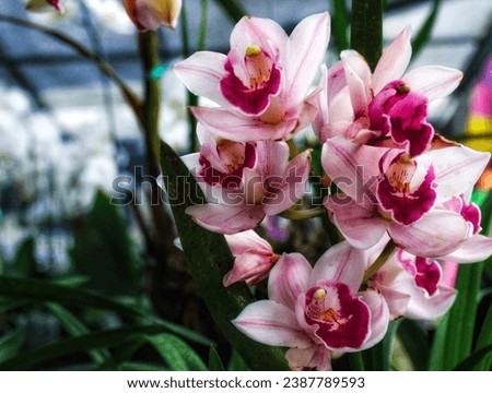 pink and white orchids with a blurred background of green leaves and other plants.