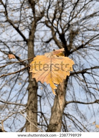 A bright yellow leaf on a background of black bare tree branches. Autumn landscape.
