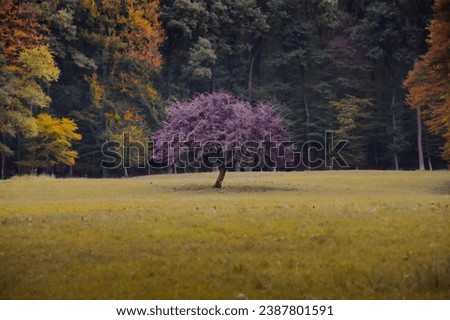 Nature background autumn forest purple trees.