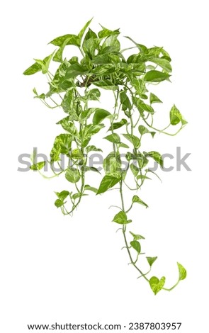 Heart shaped green variegated leave hanging vine plant bush of devil’s ivy or golden pothos (Epipremnum aureum) popular foliage tropical houseplant isolated on white with clipping path. Royalty-Free Stock Photo #2387803957
