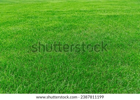 Green grass texture from field. Green lawn, Backyard for background, Grass texture, Green lawn desktop picture.