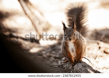 a squirrel in the forest