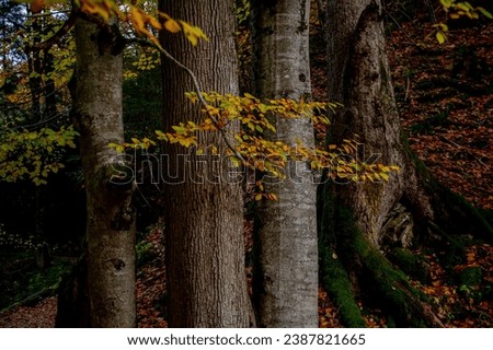 Autumn tree details in the forest in the Alps