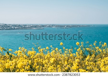 View of Hamdeok Beach and yellow rape flower field from Seoubong peak in Jeju island, Korea Royalty-Free Stock Photo #2387823053