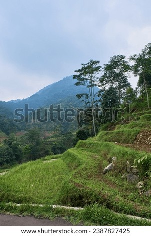 Elegant Landscape with Neatly Aligned Rice Fields on the Hill