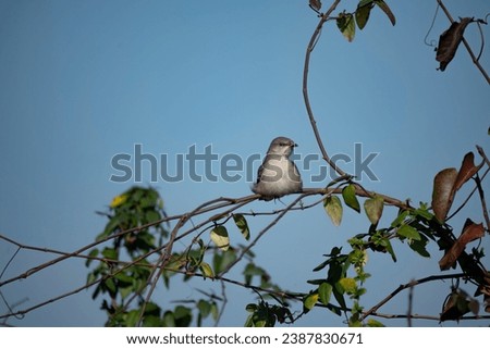 The Northern Mockingbird (Mimus polyglottos).
