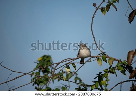 The Northern Mockingbird (Mimus polyglottos).