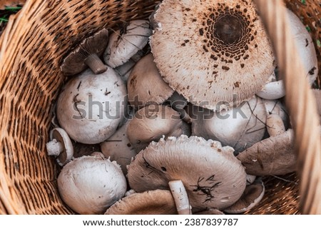 a basket of field mushroom and parasol mushroom