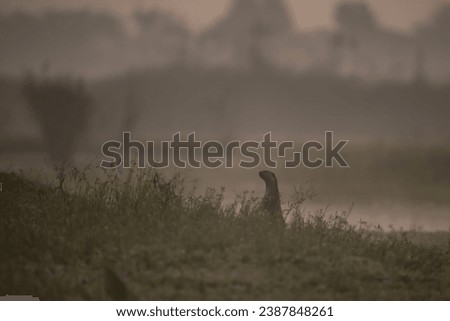 Smooth-coated otter in Misty morning in Wetland 