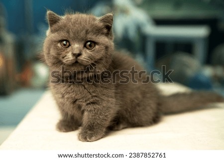 Gray-white short-haired cat on a white background