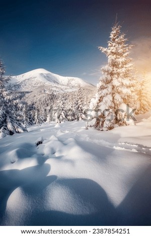 Snowy landscape and white spruces trees on a frosty sunny day. Location place Carpathian ski resort, Ukraine, Europe. Exotic wallpapers. Photo of Happy New Year concept. Discover the beauty of earth.