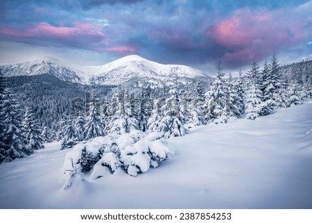 Great snowy landscape with fir trees on a frosty day. Location place Carpathian ski resort, Ukraine, Europe. Exotic wallpapers. Fabulous image of Happy New Year concept. Photo of beauty of the earth.