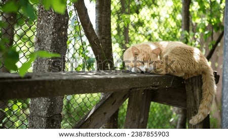 Cat on log during the summer