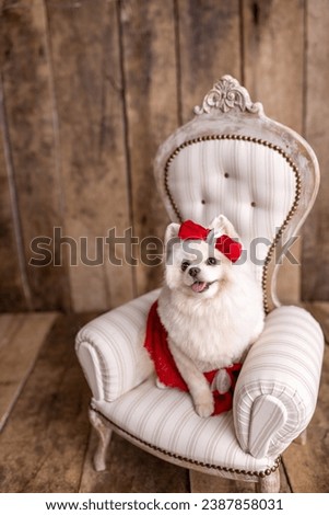 Lovely Pomeranian Spitz dog dressed up in a red dress, sitting on beautiful white chair.