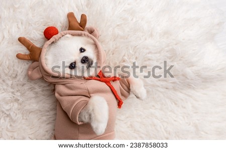 Cute dog in a New Year's costume. Holiday Concept. Pomeranian spitz dressed up in Christmas costume. Beautiful animal in a hat. Holiday puppy.